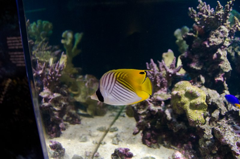 SanDiego062411-4706.jpg - Birch Aquarium