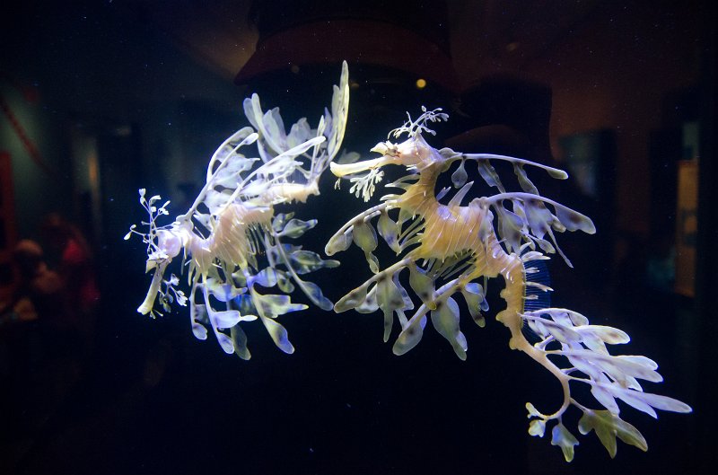 SanDiego062411-4722.jpg - Leafy seadragon, Birch Aquarium