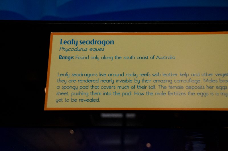 SanDiego062411-4723.jpg - Leafy seadragon, Birch Aquarium