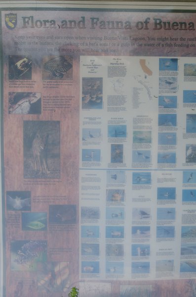 SanDiego062411-4451.jpg - Buena Vista Audubon Nature Center