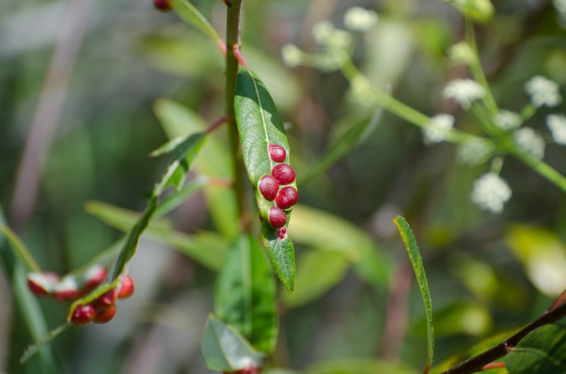 SanDiego062411-4457.jpg - Buena Vista Audubon Nature Center