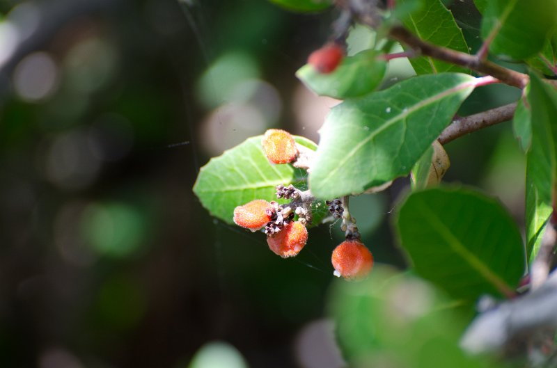 SanDiego062411-4465.jpg - Buena Vista Audubon Nature Center