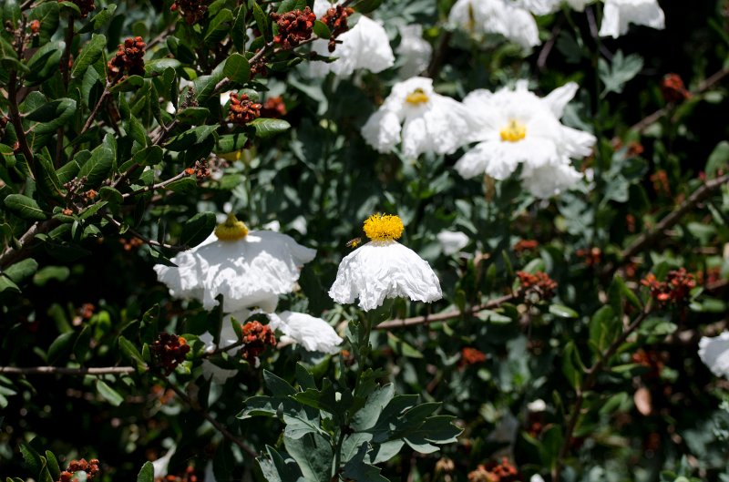 SanDiego062411-4469.jpg - Buena Vista Audubon Nature Center