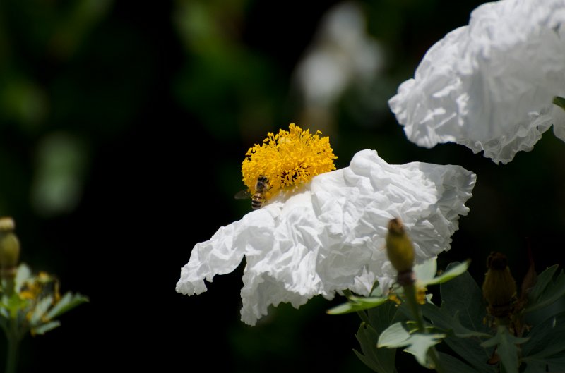 SanDiego062411-4502.jpg - Buena Vista Audubon Nature Center