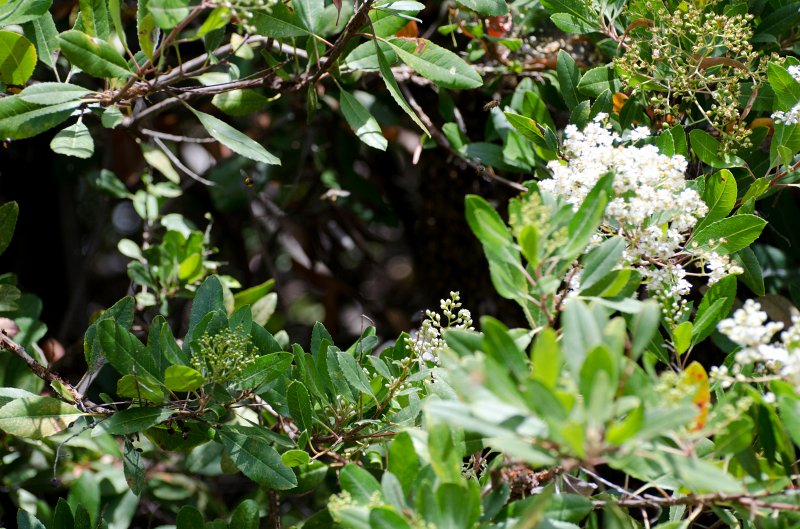 SanDiego062411-4506.jpg - Buena Vista Audubon Nature Center