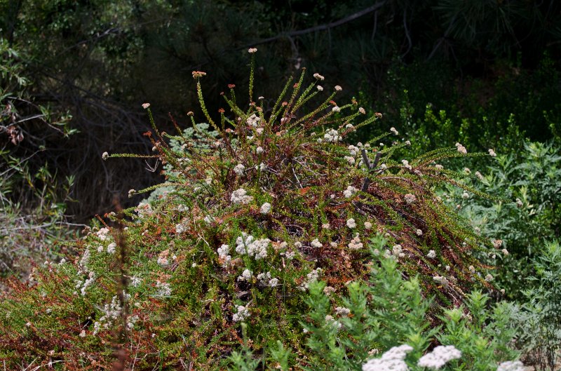 SanDiego062411-4508.jpg - Buena Vista Audubon Nature Center