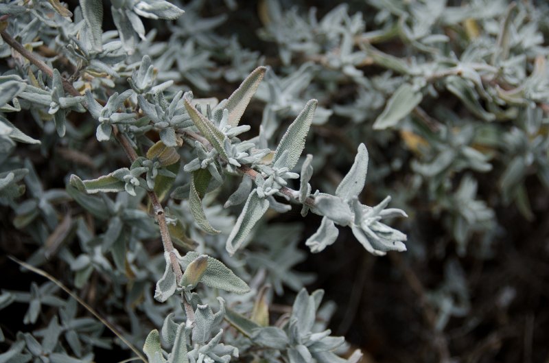 SanDiego062411-4515.jpg - Buena Vista Audubon Nature Center