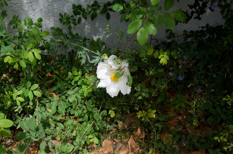 SanDiego062411-4523.jpg - Buena Vista Audubon Nature Center