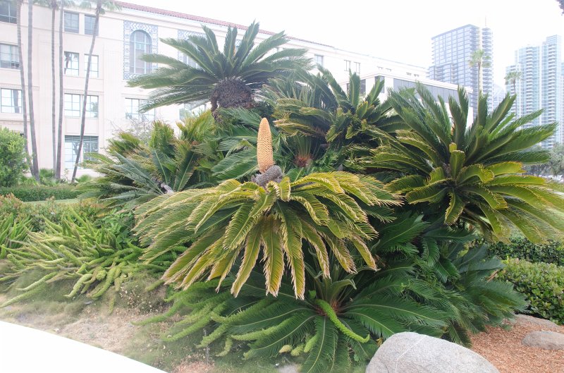 SanDiego062411-4020.jpg - County Administration Building