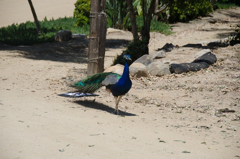 SanDiego062411-4904.jpg - Leo Carrillo Ranch Historic Park