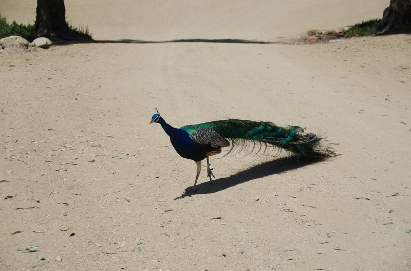 SanDiego062411-4906.jpg - Leo Carrillo Ranch Historic Park