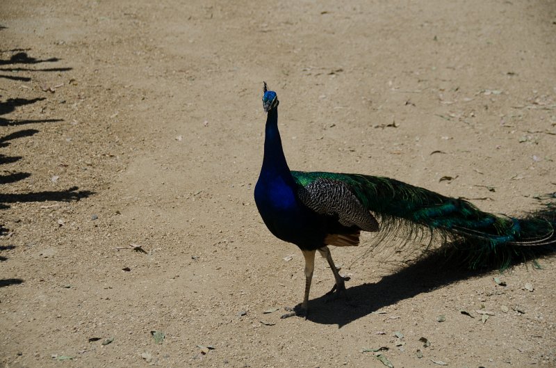 SanDiego062411-4907.jpg - Leo Carrillo Ranch Historic Park