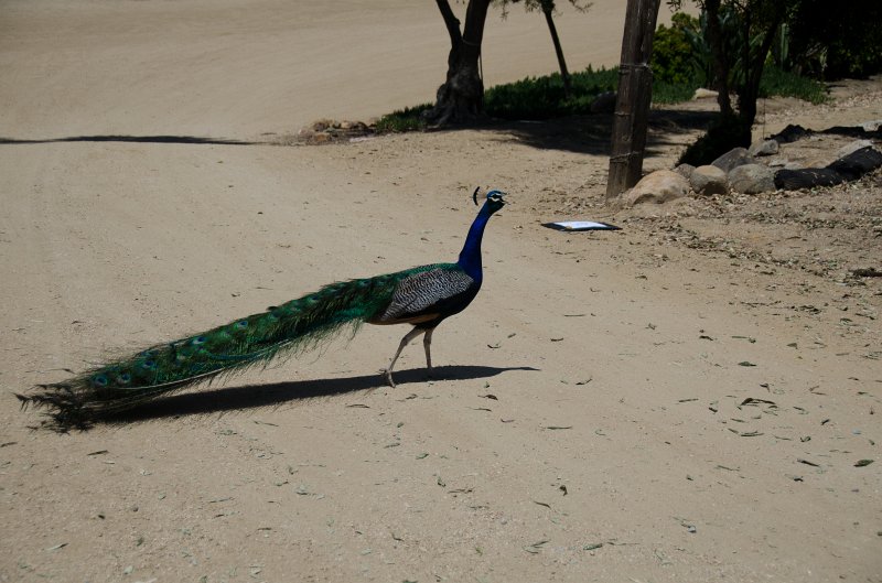 SanDiego062411-4913.jpg - Leo Carrillo Ranch Historic Park