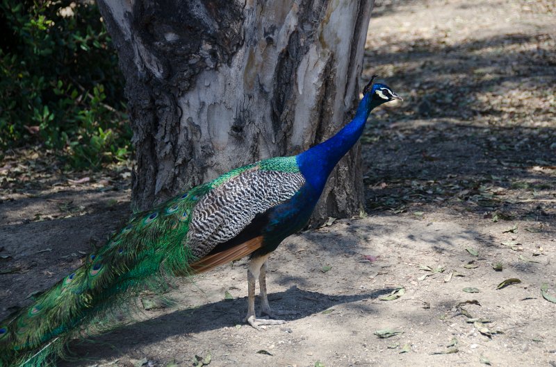 SanDiego062411-4915.jpg - Leo Carrillo Ranch Historic Park