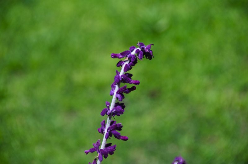 SanDiego062411-4924.jpg - Leo Carrillo Ranch Historic Park