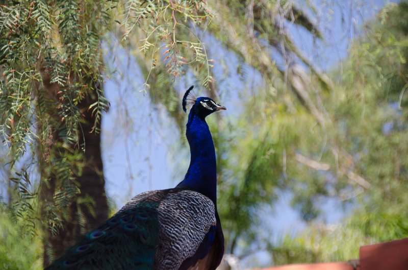 SanDiego062411-4926.jpg - Leo Carrillo Ranch Historic Park