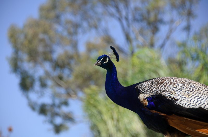 SanDiego062411-4932.jpg - Leo Carrillo Ranch Historic Park