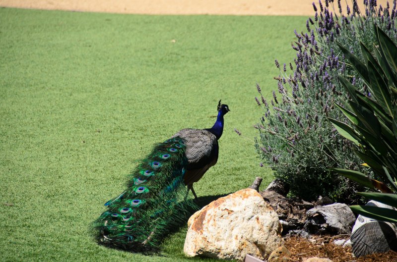 SanDiego062411-4934.jpg - Leo Carrillo Ranch Historic Park