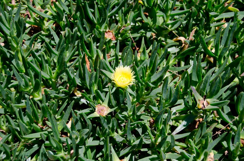 SanDiego062411-4938.jpg - Leo Carrillo Ranch Historic Park