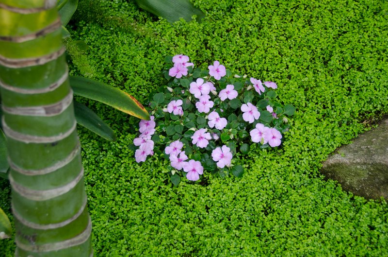 SanDiego062411-4540.jpg - Self-Realization Fellowship Meditation Gardens