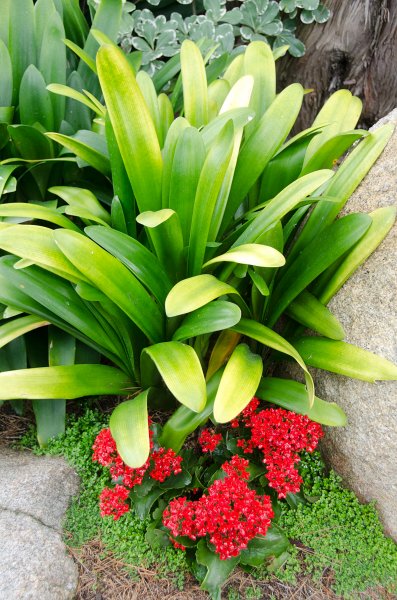 SanDiego062411-4541.jpg - Self-Realization Fellowship Meditation Gardens