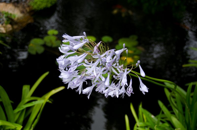 SanDiego062411-4547.jpg - Self-Realization Fellowship Meditation Gardens