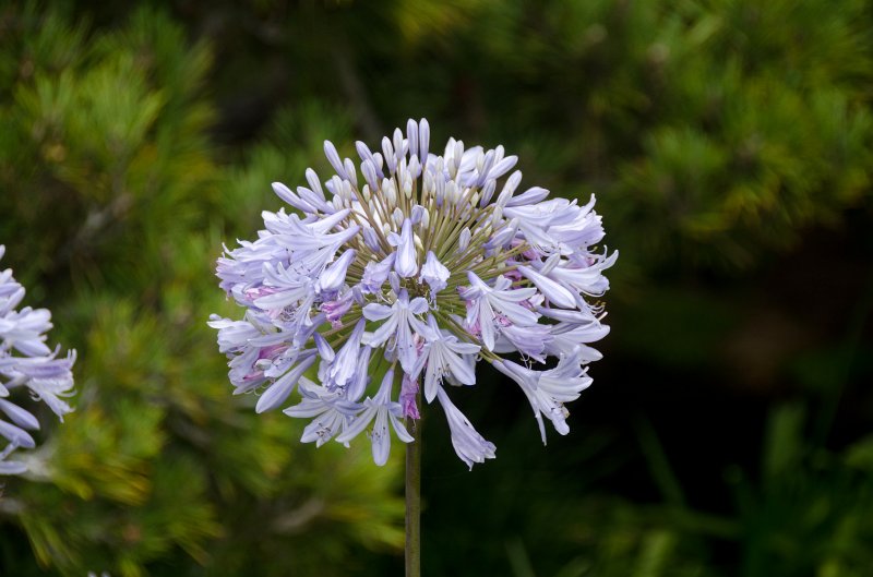 SanDiego062411-4551.jpg - Self-Realization Fellowship Meditation Gardens