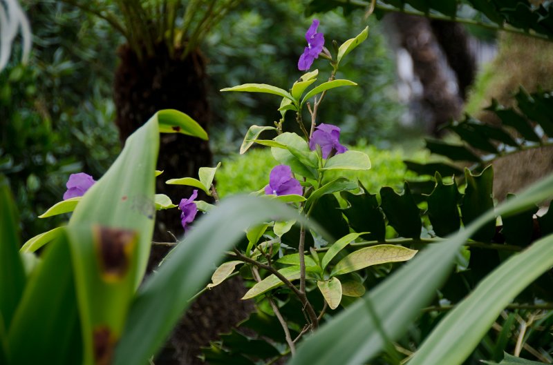 SanDiego062411-4563.jpg - Self-Realization Fellowship Meditation Gardens