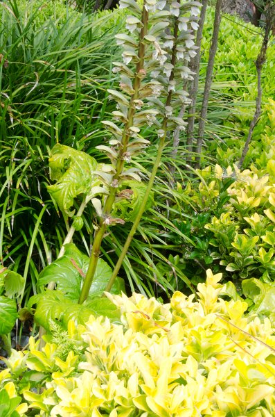 SanDiego062411-4572.jpg - Self-Realization Fellowship Meditation Gardens