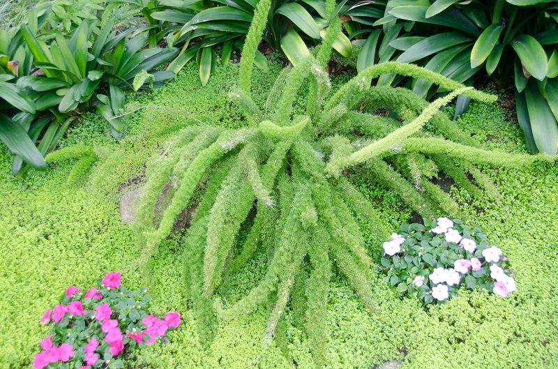 SanDiego062411-4576.jpg - Self-Realization Fellowship Meditation Gardens