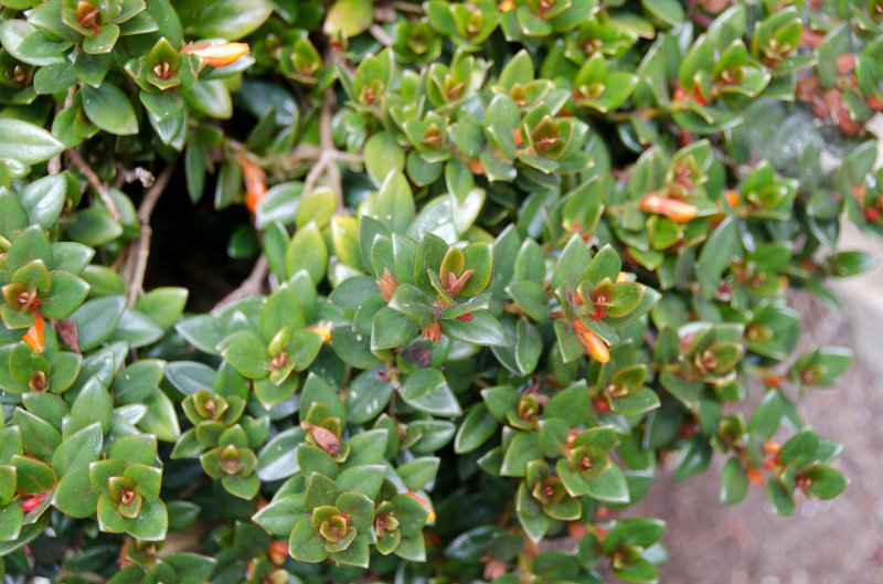 SanDiego062411-4577.jpg - Self-Realization Fellowship Meditation Gardens