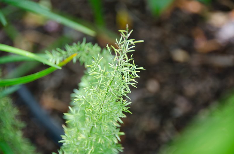 SanDiego062411-4580.jpg - Self-Realization Fellowship Meditation Gardens