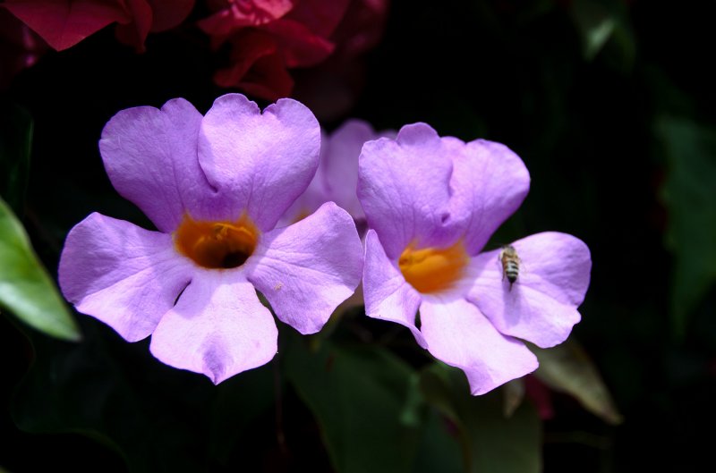 SanDiego062411-4583.jpg - Self-Realization Fellowship Meditation Gardens