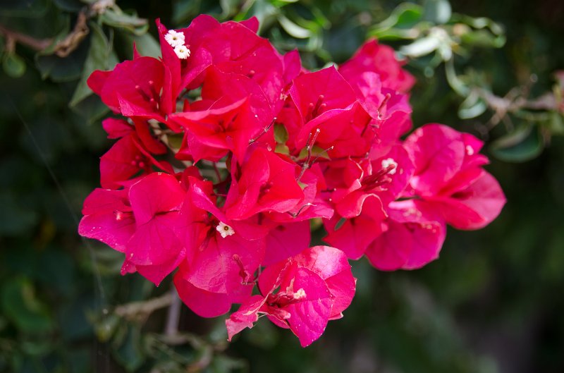 SanDiego062411-4586.jpg - Self-Realization Fellowship Meditation Gardens