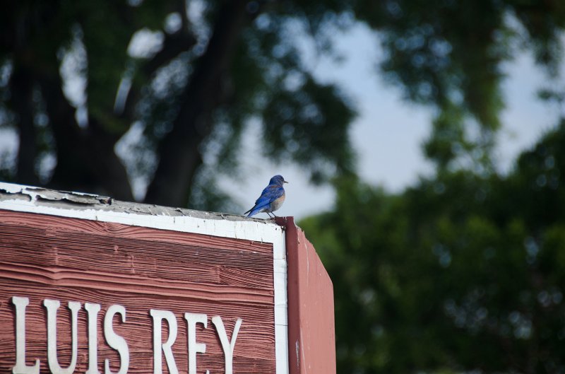 SanDiego062411-4776.jpg - Western Bluebird at Mission San Luis Rey,  Oceanside CA