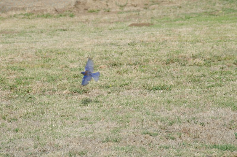SanDiego062411-4783.jpg - Western Bluebird at Mission San Luis Rey,  Oceanside CA