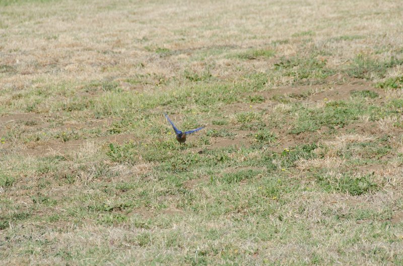 SanDiego062411-4792.jpg - Western Bluebird at Mission San Luis Rey,  Oceanside CA