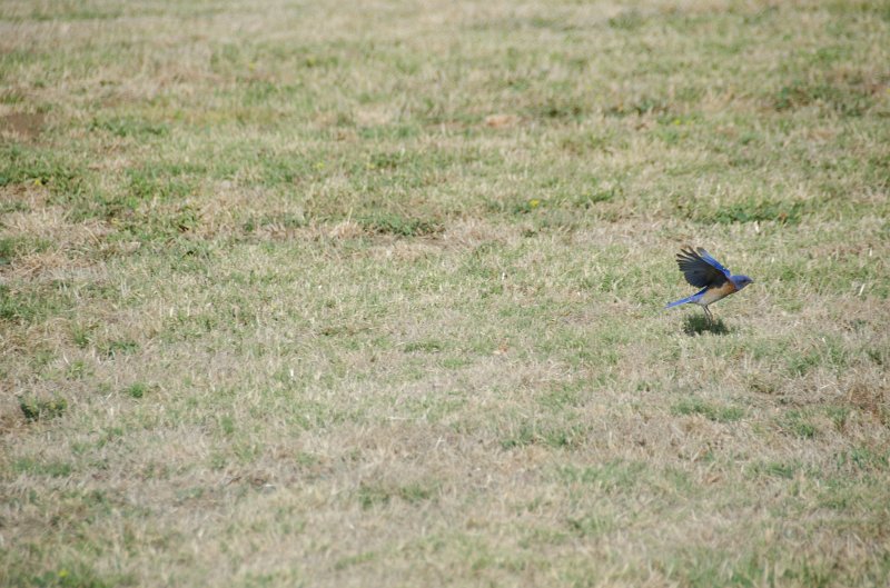 SanDiego062411-4802.jpg - Western Bluebird at Mission San Luis Rey,  Oceanside CA