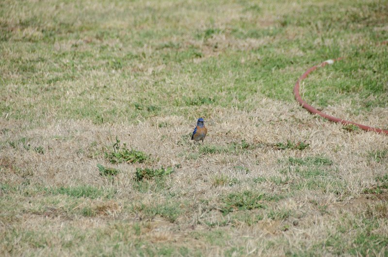 SanDiego062411-4806.jpg - Western Bluebird at Mission San Luis Rey,  Oceanside CA