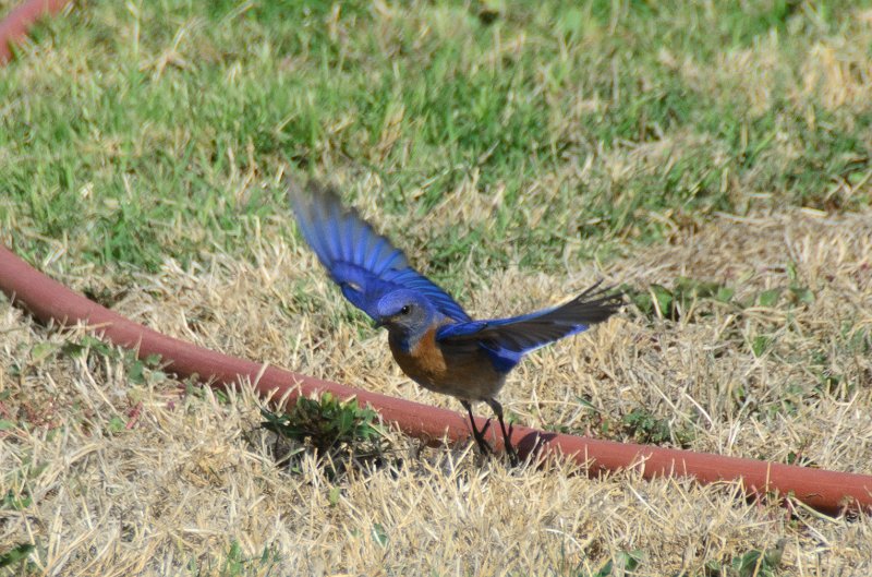 SanDiego062411-4807.jpg - Western Bluebird at Mission San Luis Rey,  Oceanside CA