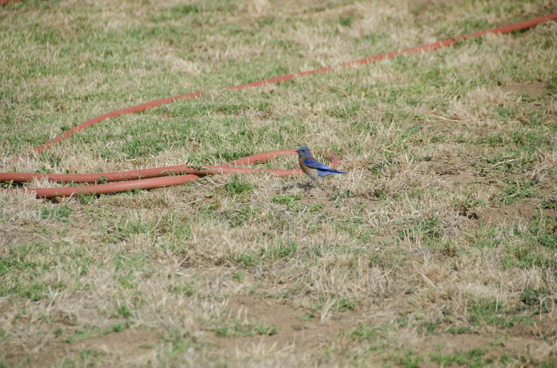 SanDiego062411-4810.jpg - Western Bluebird at Mission San Luis Rey,  Oceanside CA
