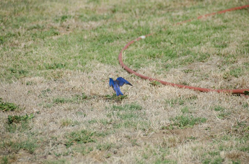 SanDiego062411-4813.jpg - Western Bluebird at Mission San Luis Rey,  Oceanside CA