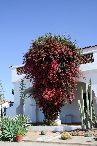 SanDiego062411-4847.jpg - Mission San Luis Rey,  Oceanside CA