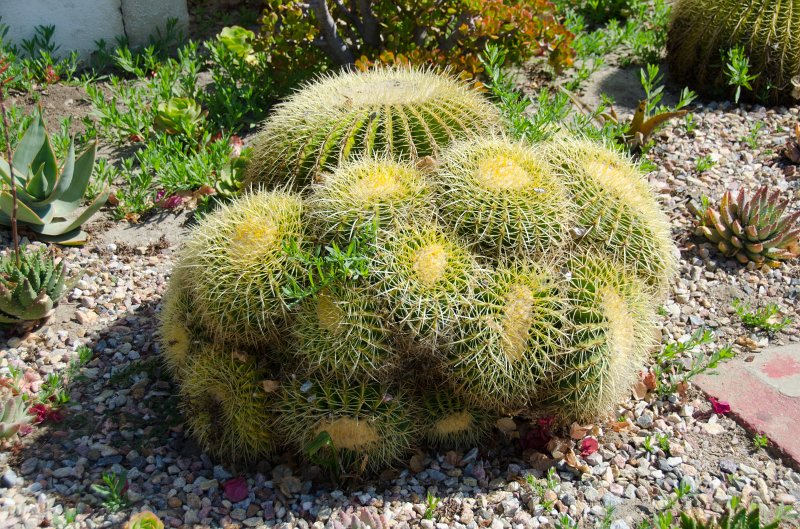 SanDiego062411-4848.jpg - Mission San Luis Rey,  Oceanside CA