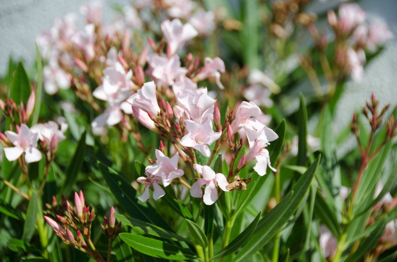 SanDiego062411-4861.jpg - Mission San Luis Rey