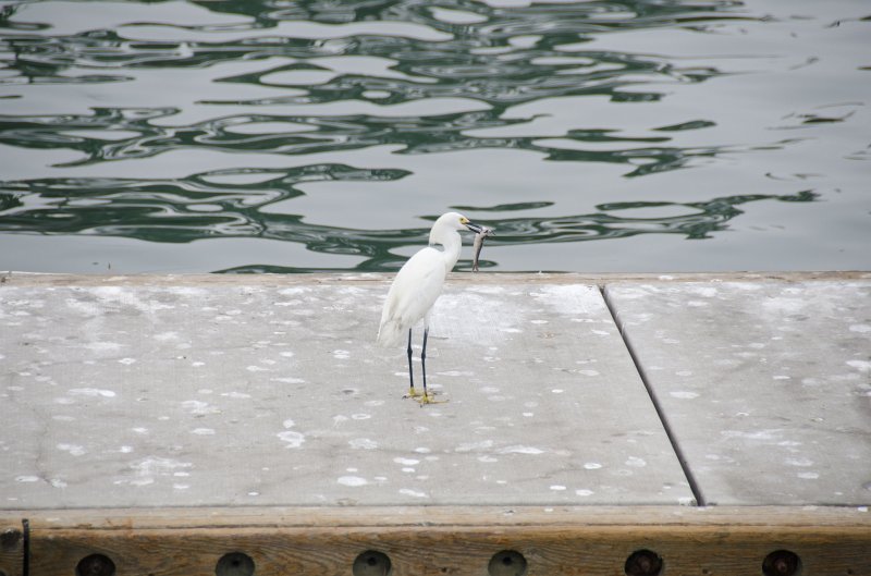 SanDiego062411-4381.jpg - Oceanside Harbor