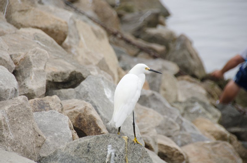 SanDiego062411-4393.jpg - Oceanside Harbor