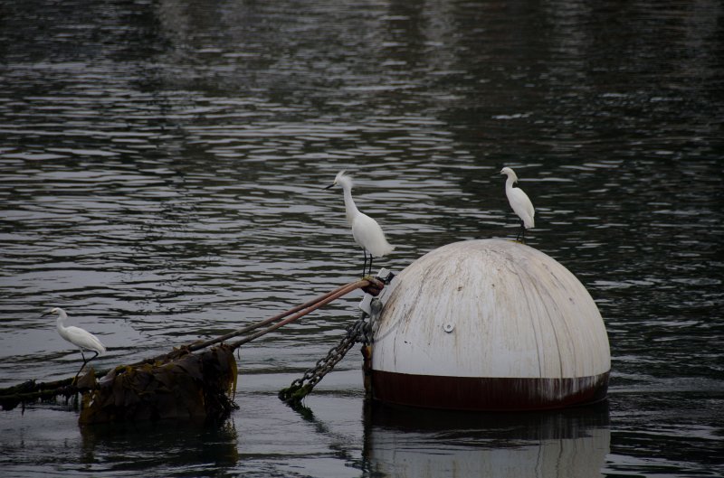 SanDiego062411-4409.jpg - Oceanside Harbor