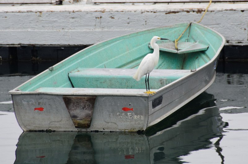 SanDiego062411-4412.jpg - Snowy Egret and SS Eileen