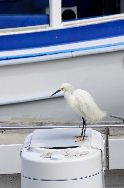SanDiego062411-4441.jpg - Oceanside Harbor